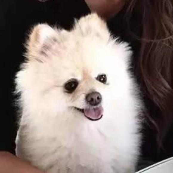 Meet your Posher, Georgina k. farmer - Picture 1 of 1